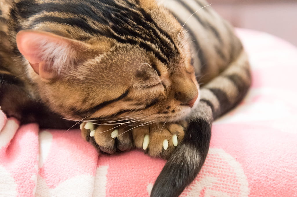 Sleeping cat with blunt, trimmed nails