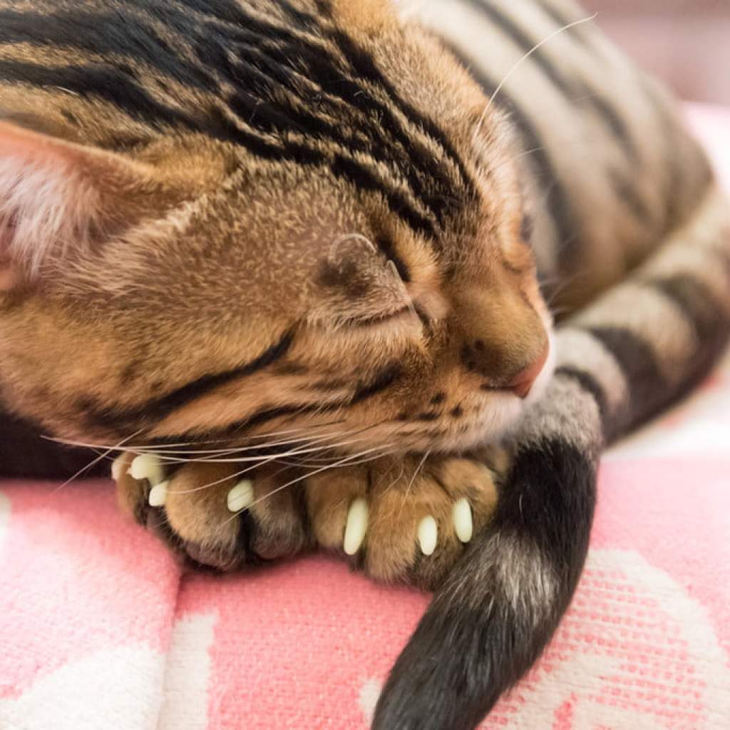A cat with his nails out
