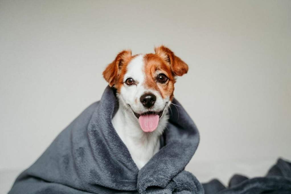 How Long Is A Dog In Heat How To Know Her Cycle Is Over PawTracks How Long Is A Dog In Heat How To Know Her Cycle Is Over PawTracks