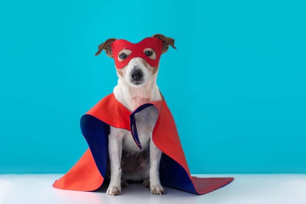Superherojaus mažo šuns Helovino kostiumas