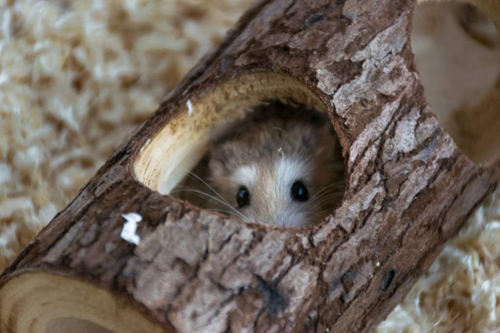 A small hamster peeks out of a hole in his wooden tunnel