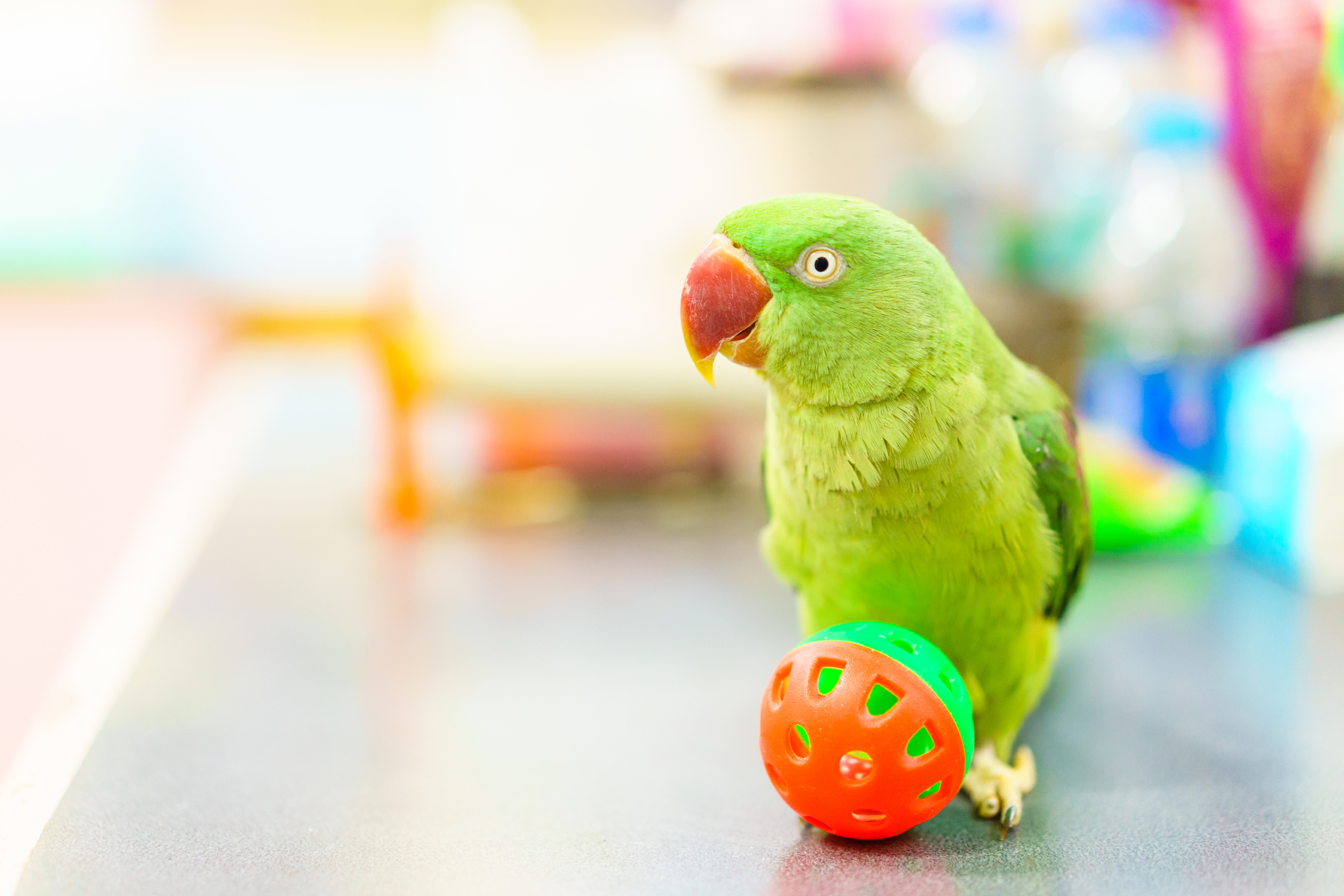 Alexandrine Parakeet, Green parrot with red mouth playing ball on the table