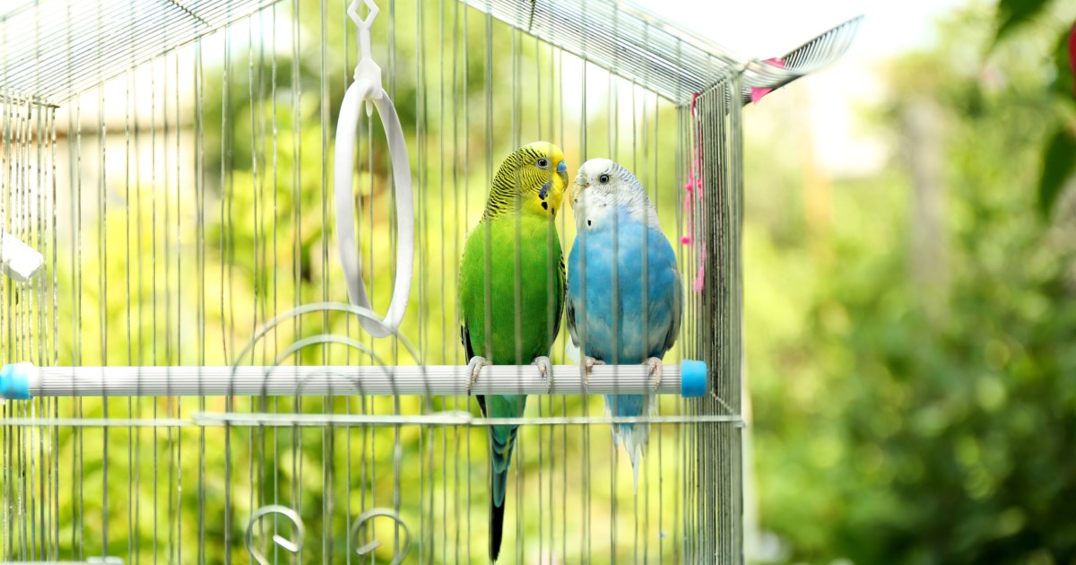 Follow These Steps To Keep Your Bird's Cage Clean PawTracks