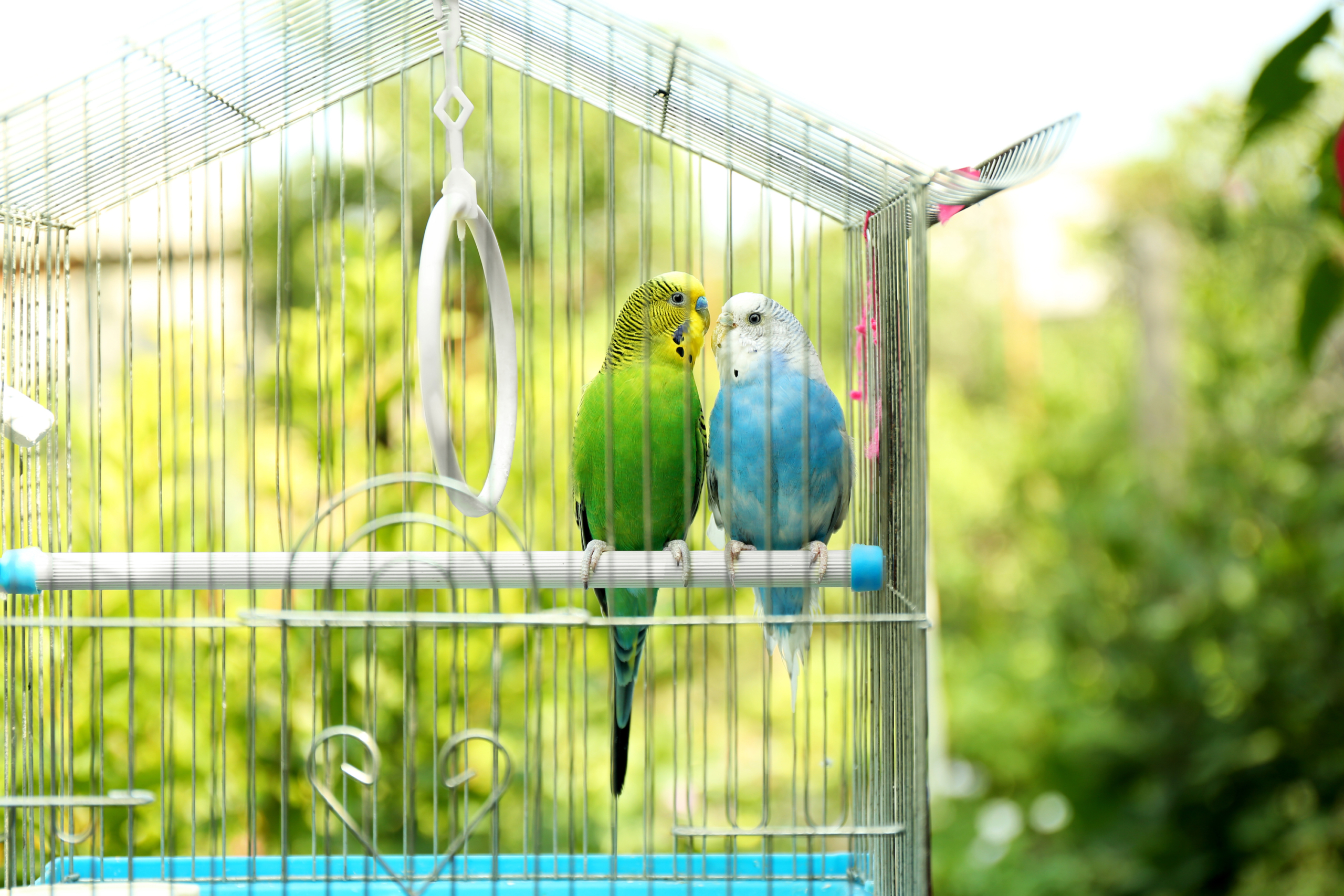Two budgies perch in outdoor cage