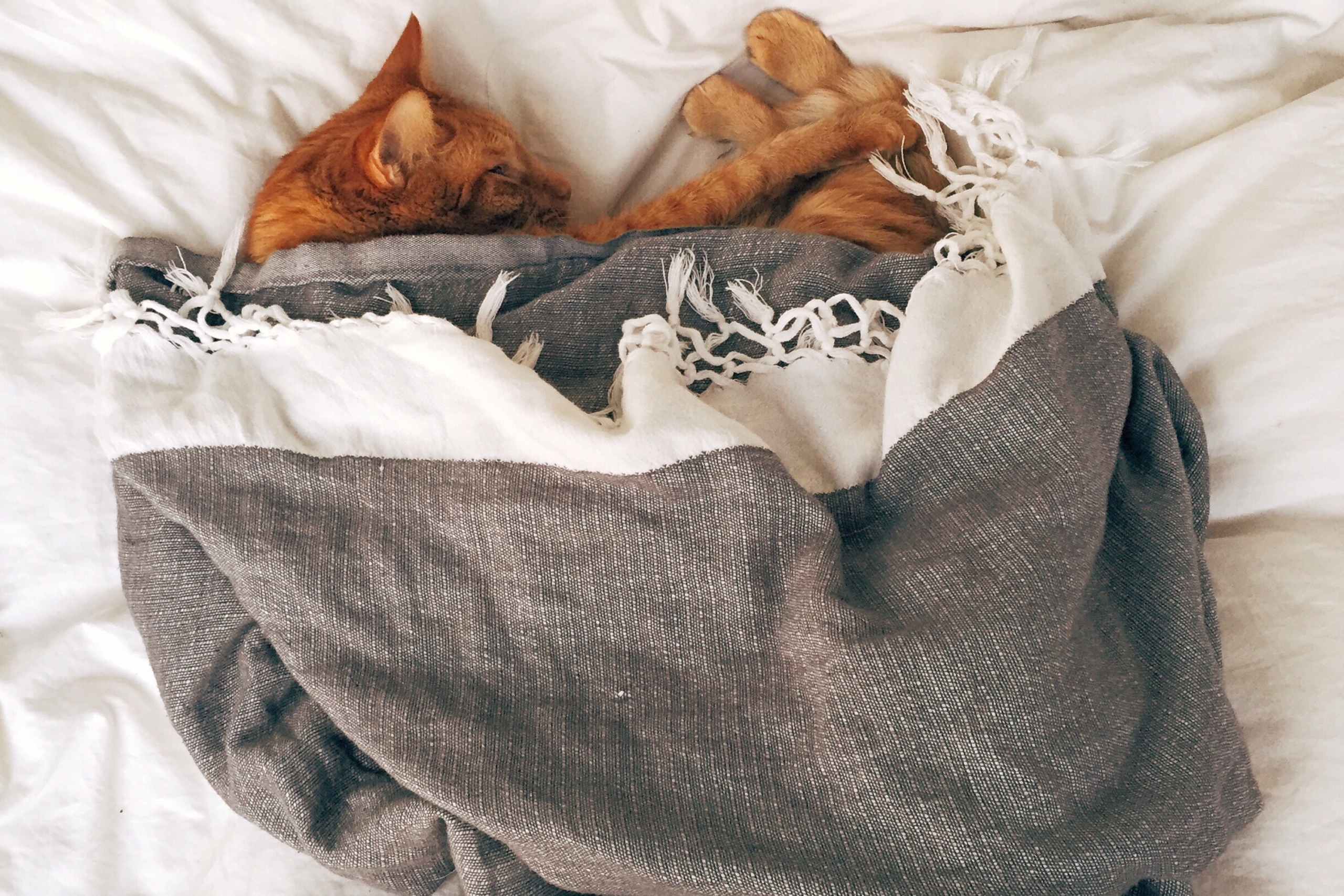 Cat sleeping curled up in a blanket