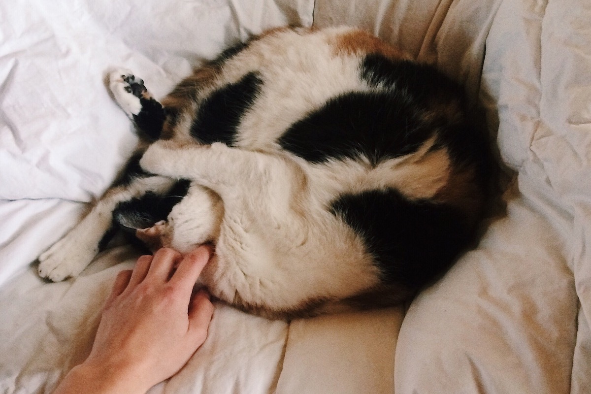 Cat curled up in a ball being pet