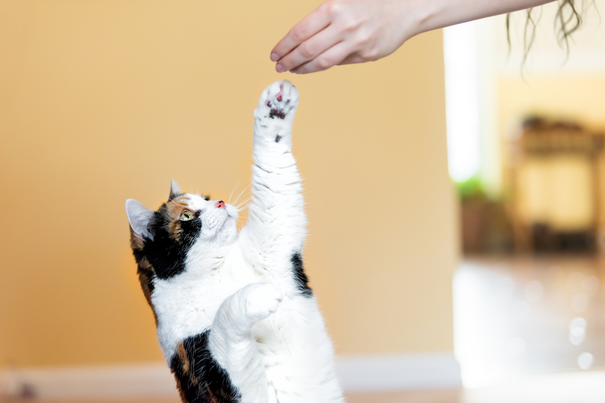 These Are The Best Cat Treats For Training Sessions PawTracks