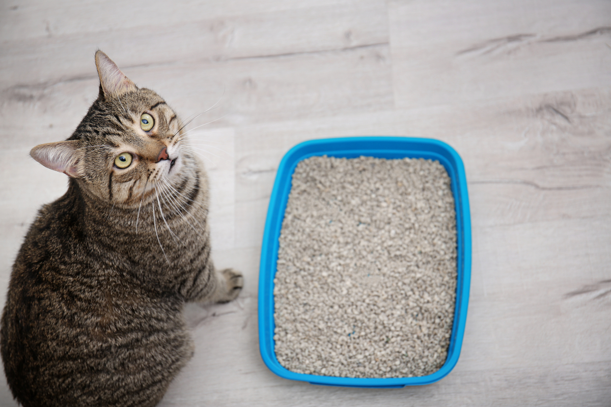 Tabby katė sėdi šalia mėlynos kraiko dėžutės