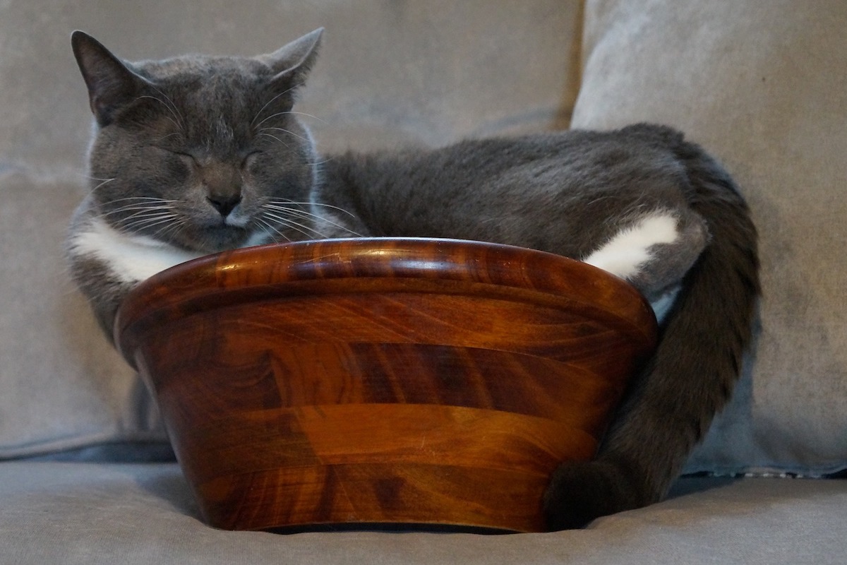 List Of 20+ Cat Suddenly Sleeping In Bathroom