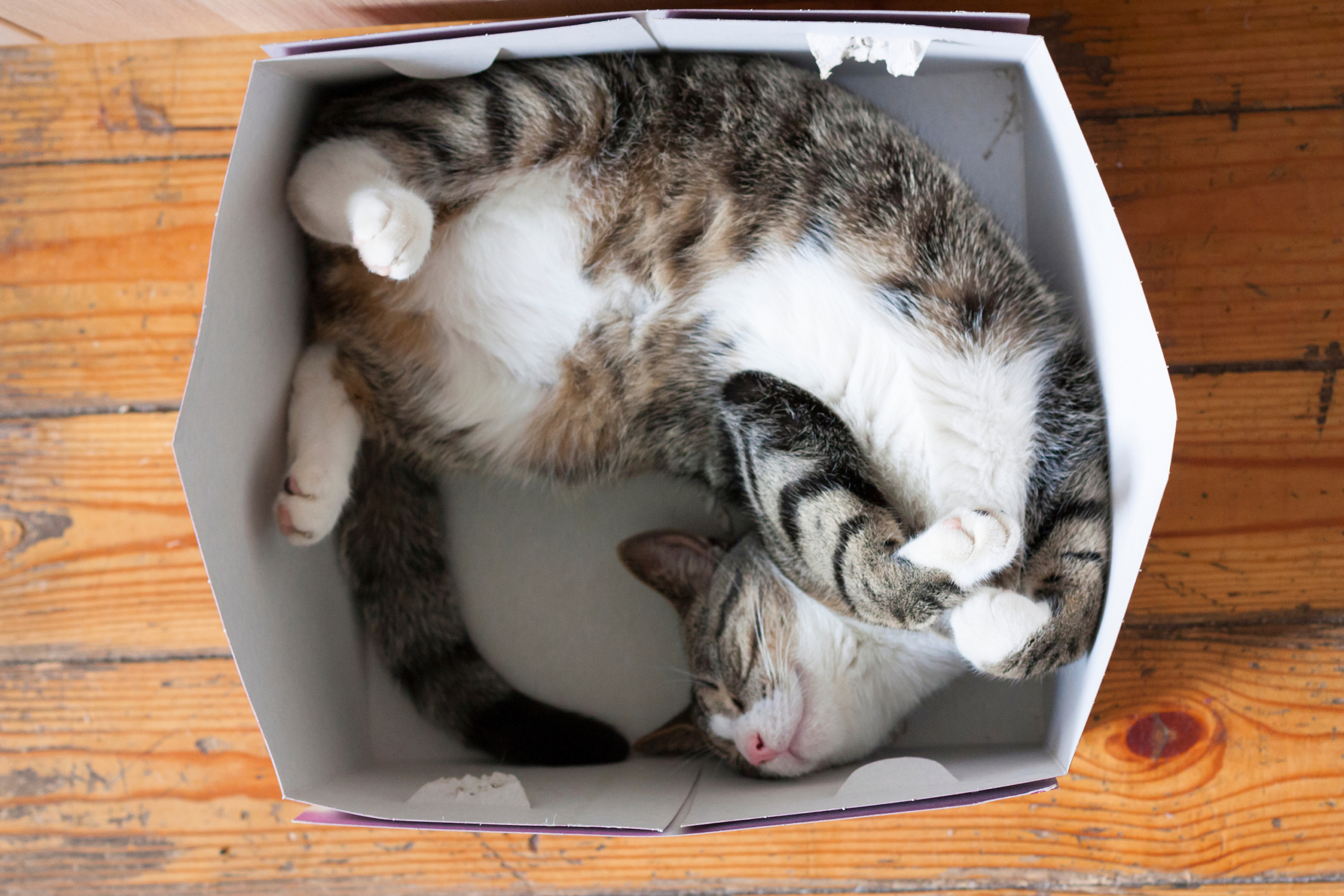 Cat sleeps on its back in a cardboard box