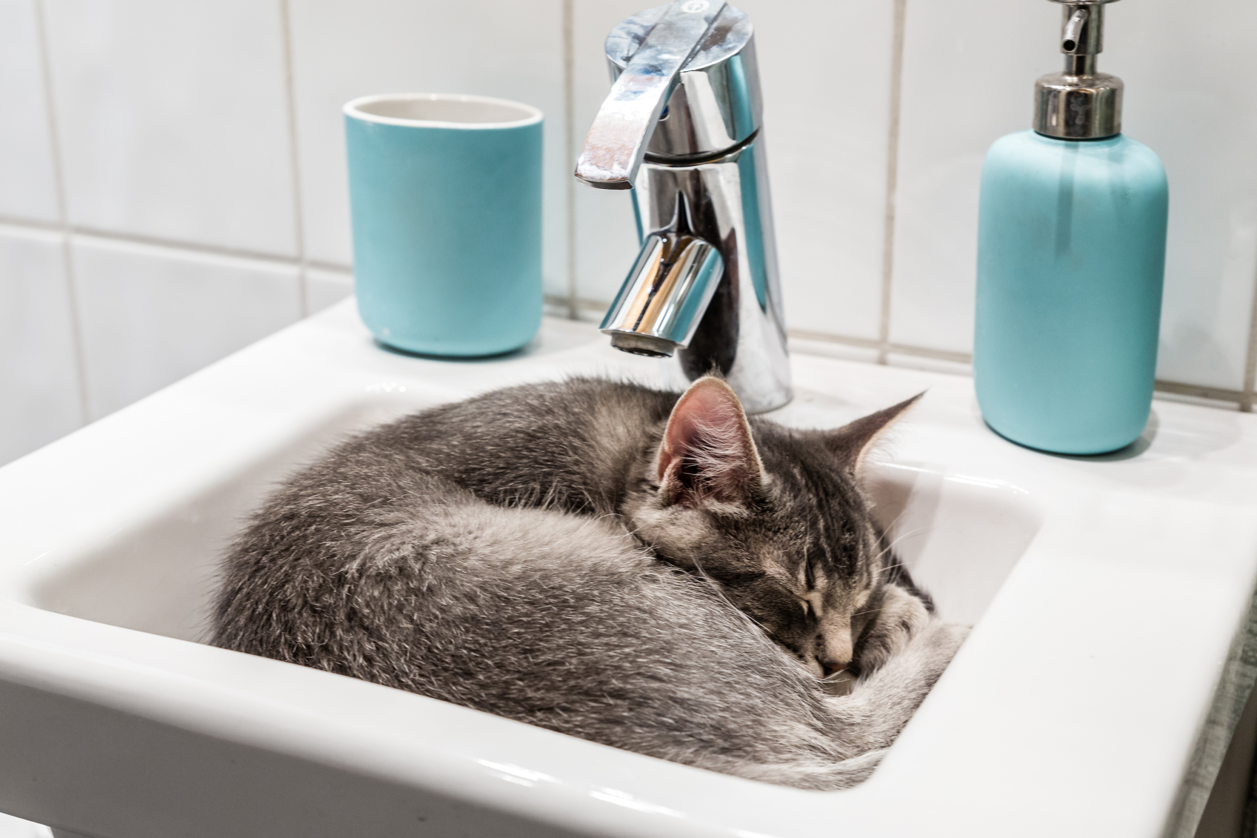 This Is Why Cats Sleep In Strange Locations | PawTracks