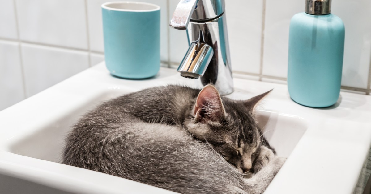 This Is Why Cats Sleep In Strange Locations PawTracks