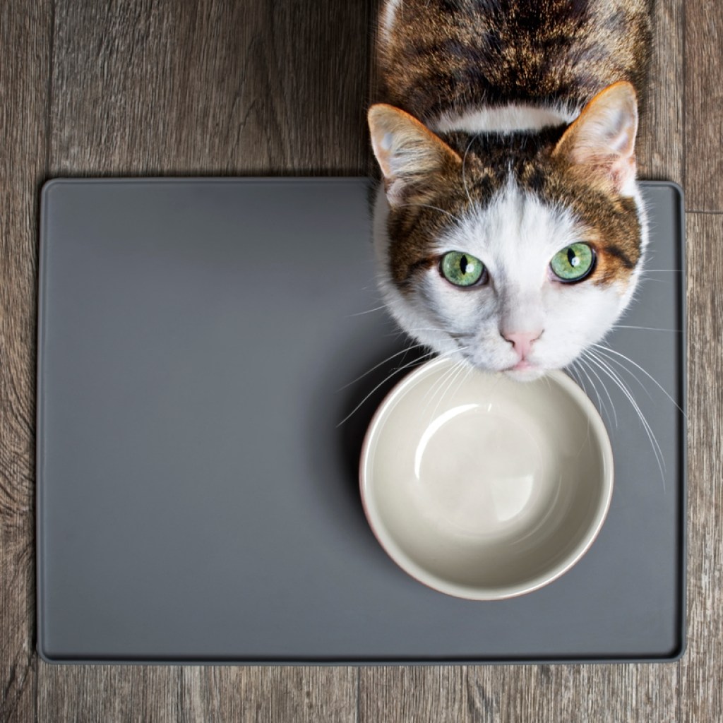 Cat standing on a feeding mat in front of an empty food bowl