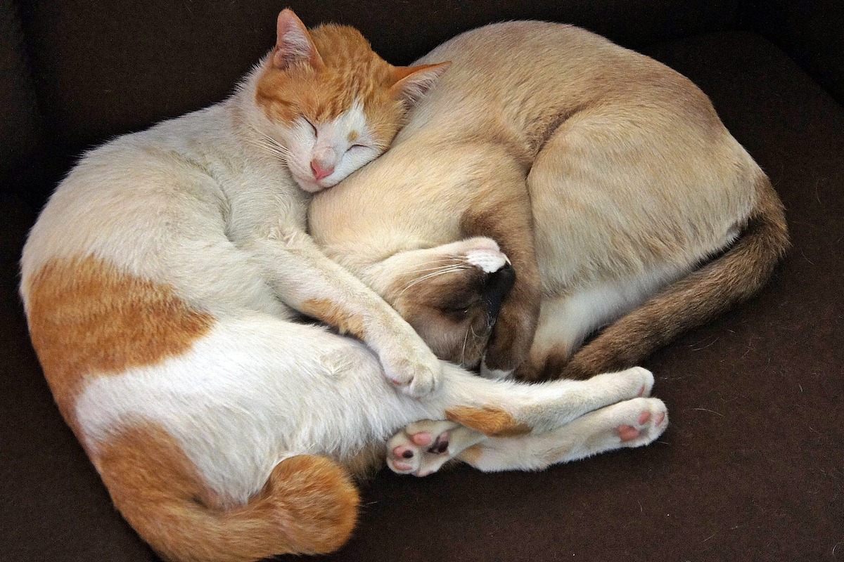 Two cats sleeping together