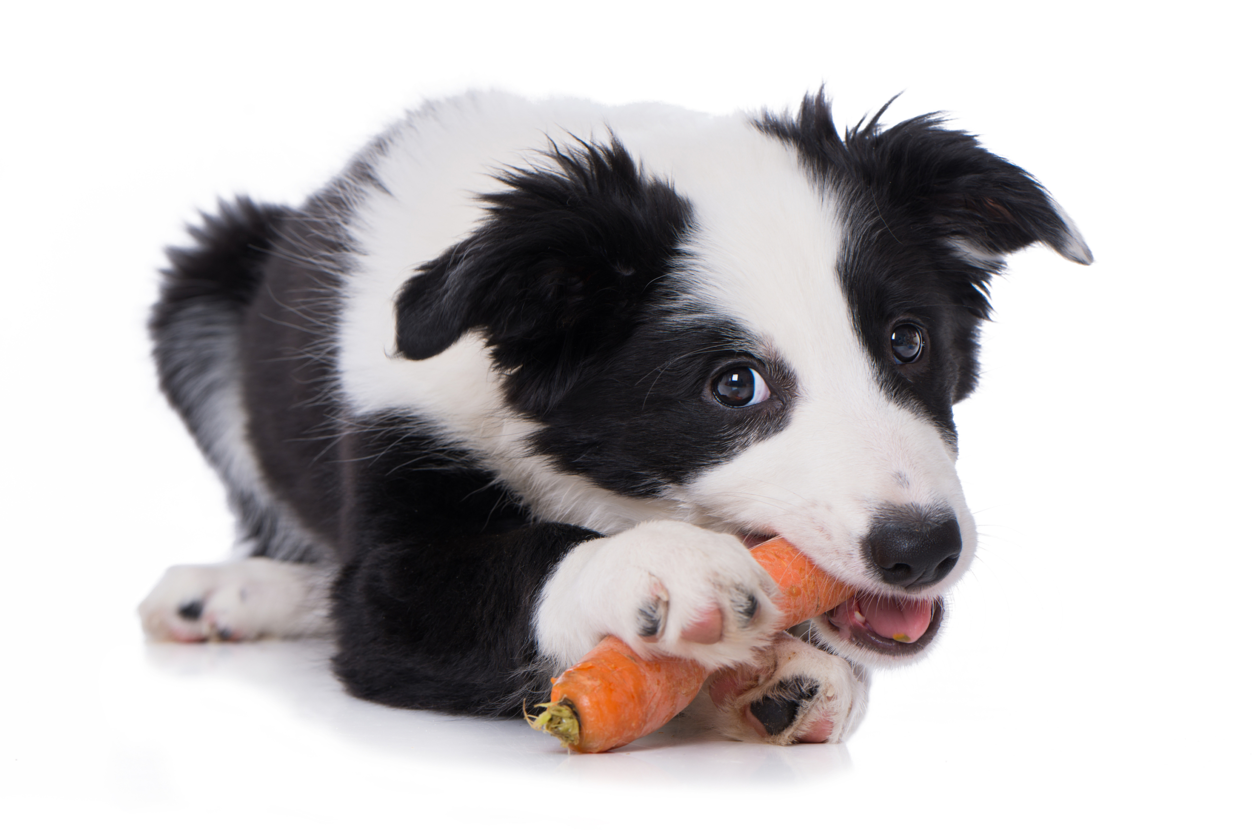 Border collie eating a carrot