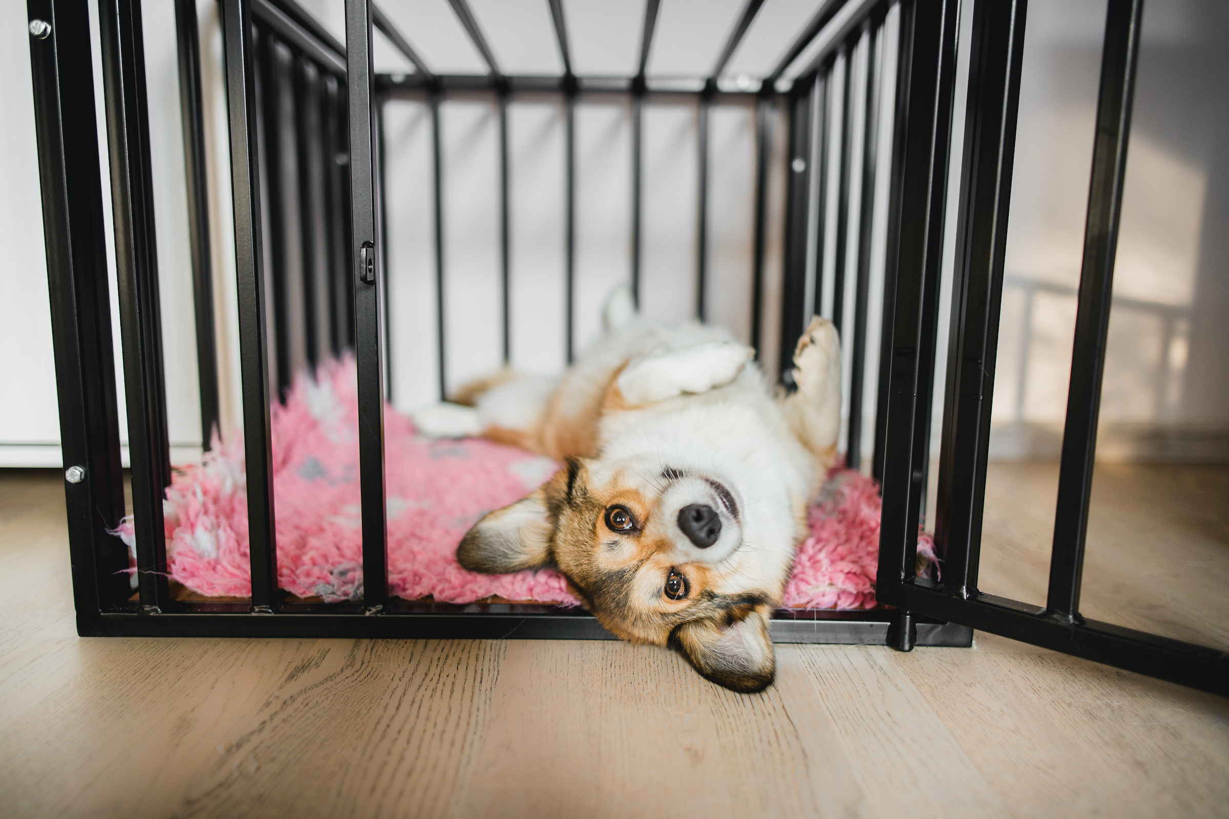 The Pros and Cons of Crate Training Your Dog – Impact Dog Crates