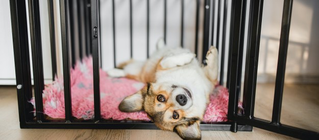 Pembroke welsh corgi lies on their back on their bed in a black crate