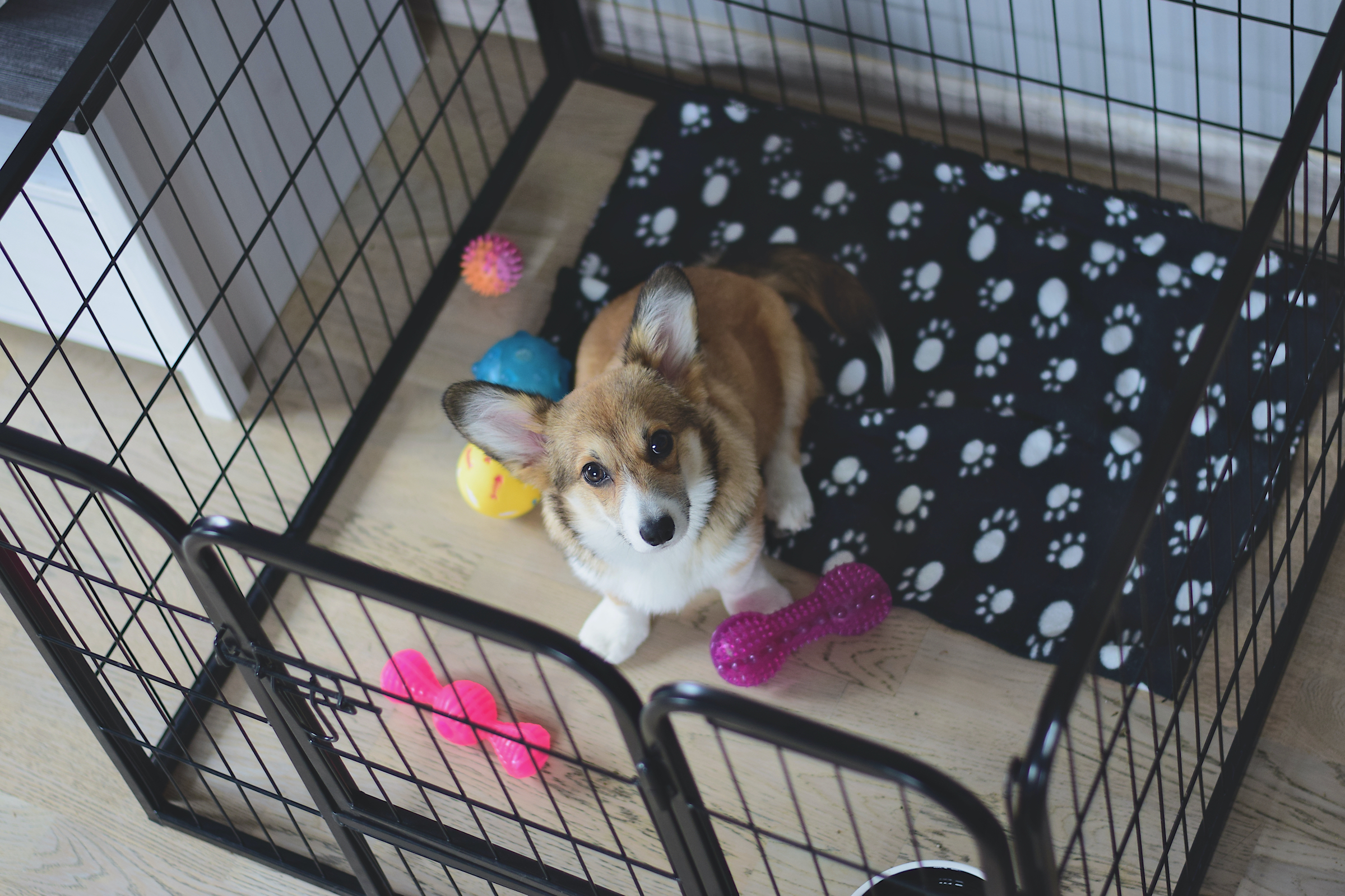 A corgi puppy looks up from a playpen