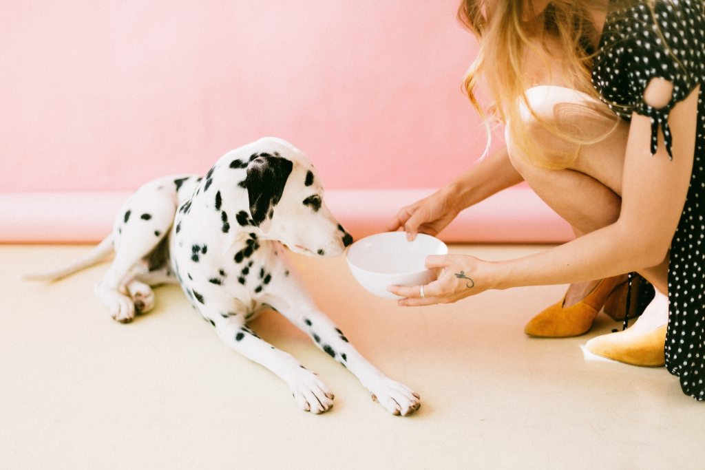 A girl bends down to hand a Dalmatian a bowl of food in front of a pink wall