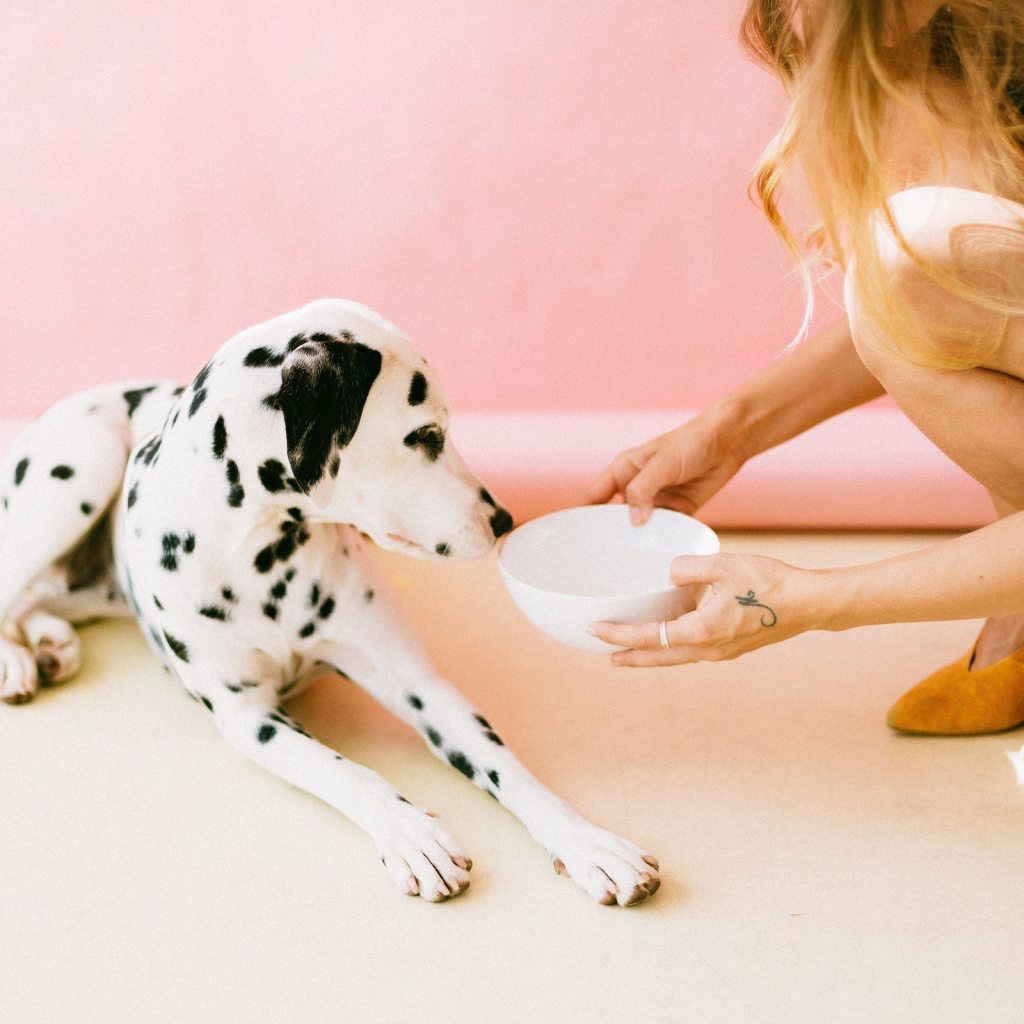 A girl bends down to hand a Dalmatian a bowl of food in front of a pink wall