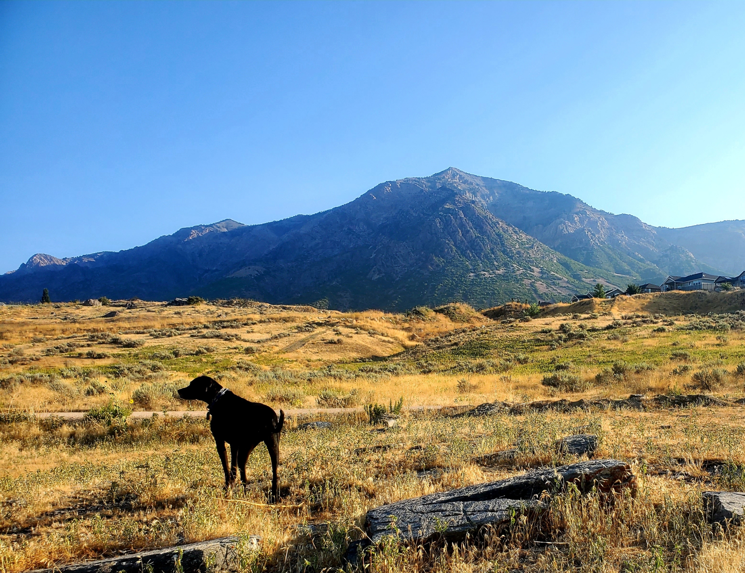 Famous Shamus, a black mutt, stands in a golden field in front of a mountain, with a blue sky above