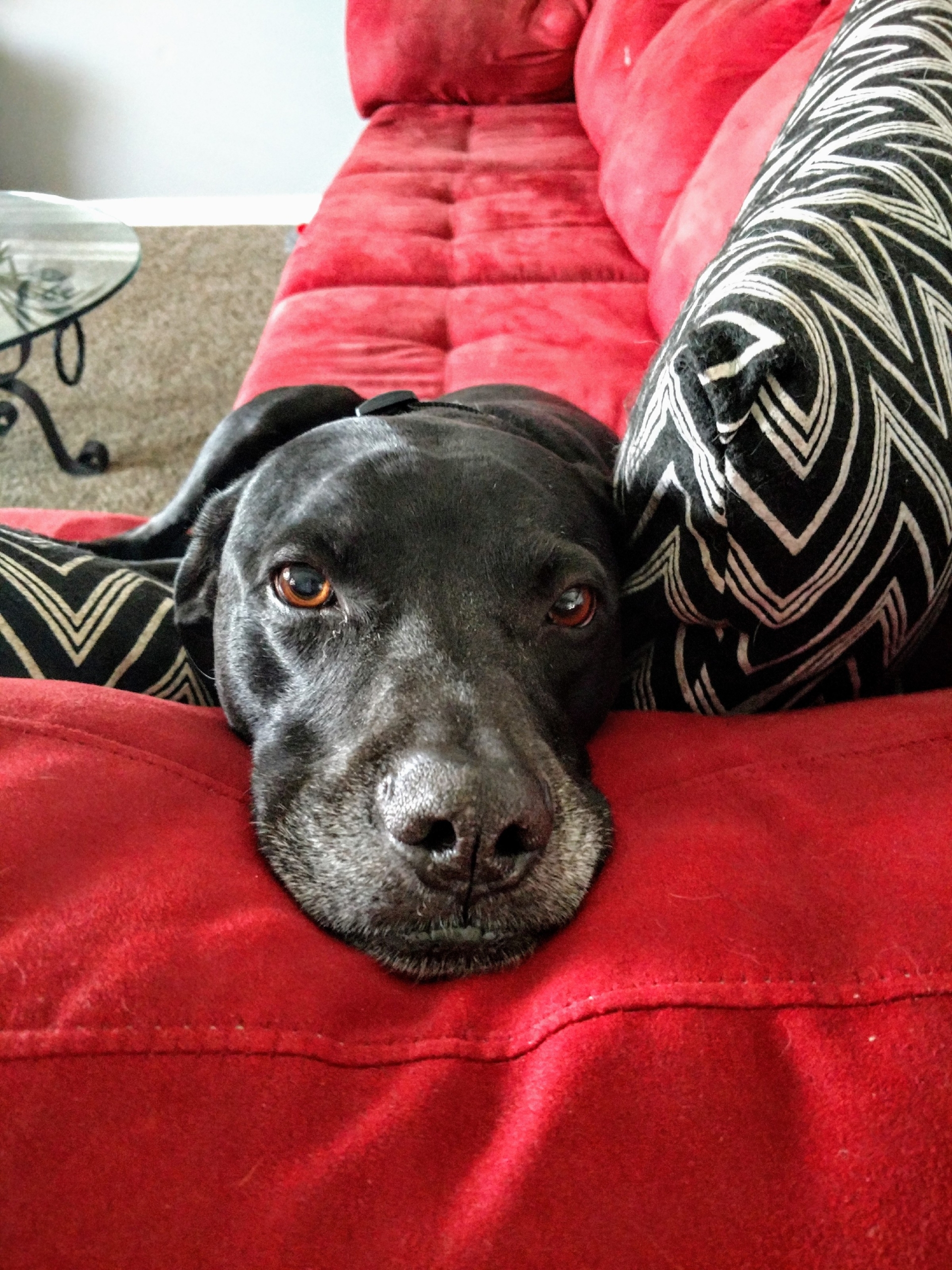 Famous Shamus, a black lab/pit/Dane mix with some gray on his snout, lies his head down on the arm of a red couch, next to some 