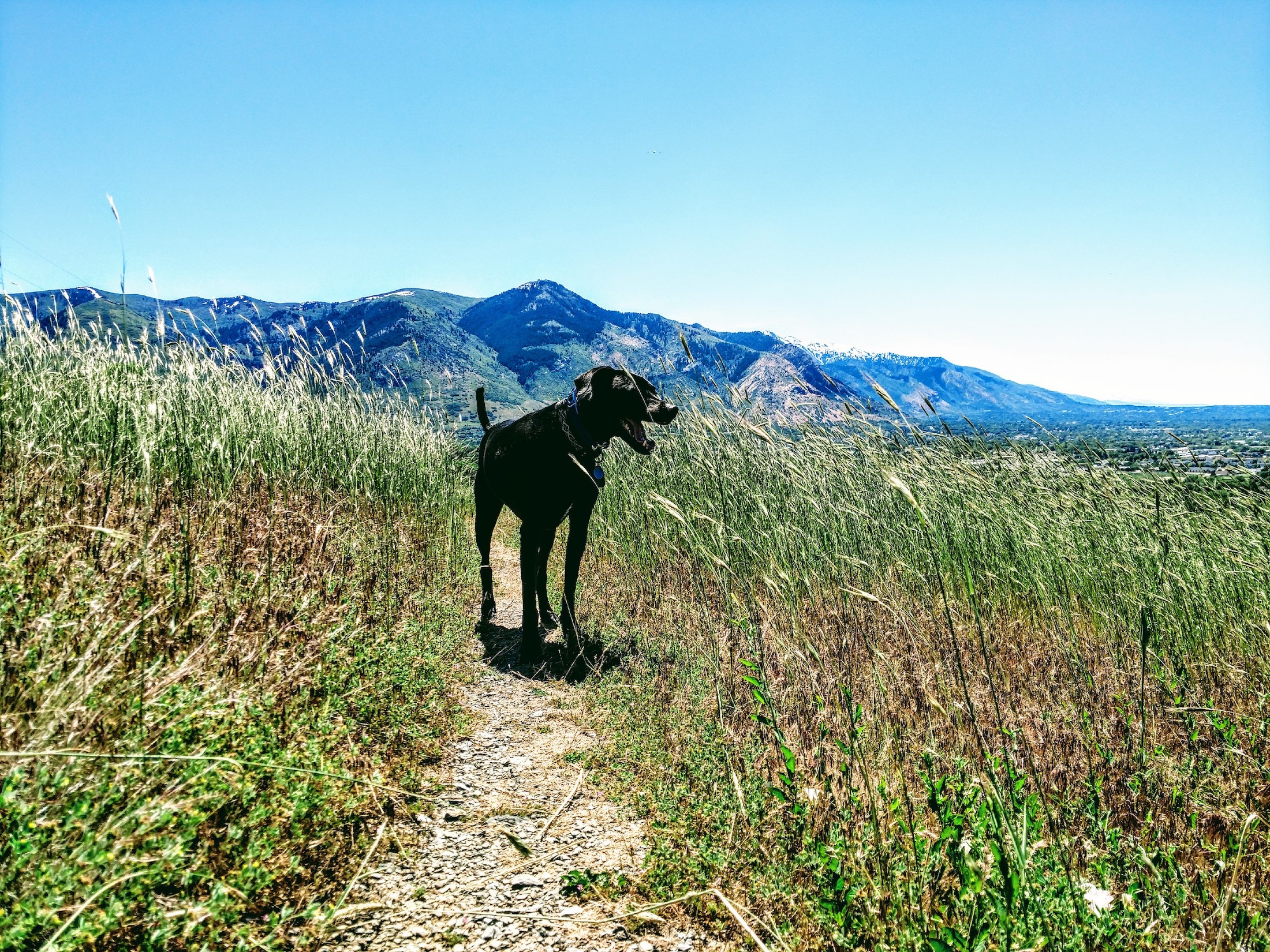 a black lab/pit/Dane mix stands in a field of tall green grass in the hills, beneath a blue sky