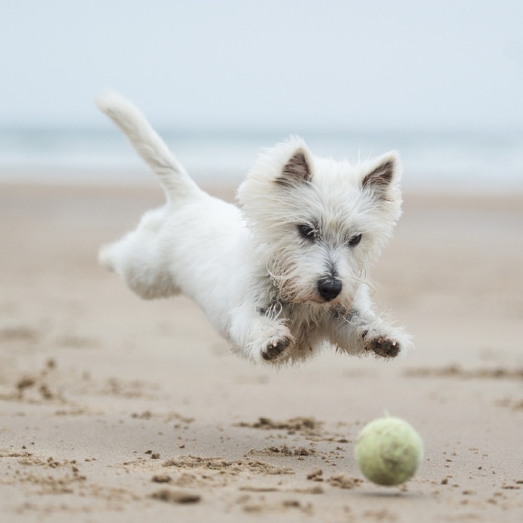 dog chasing ball on beach