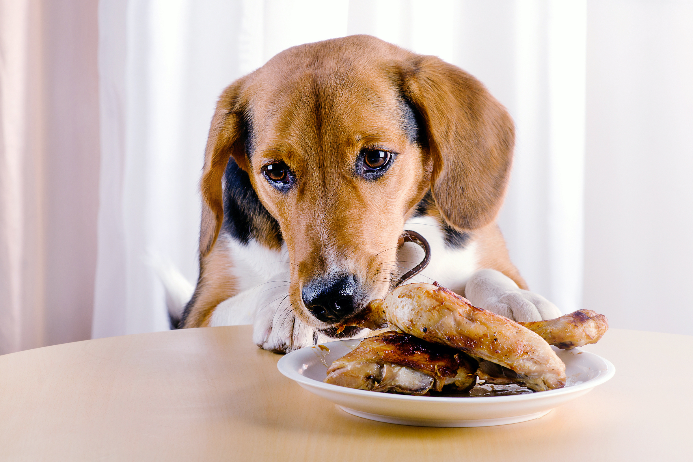 a brown dog eats chicken from a plate off the table