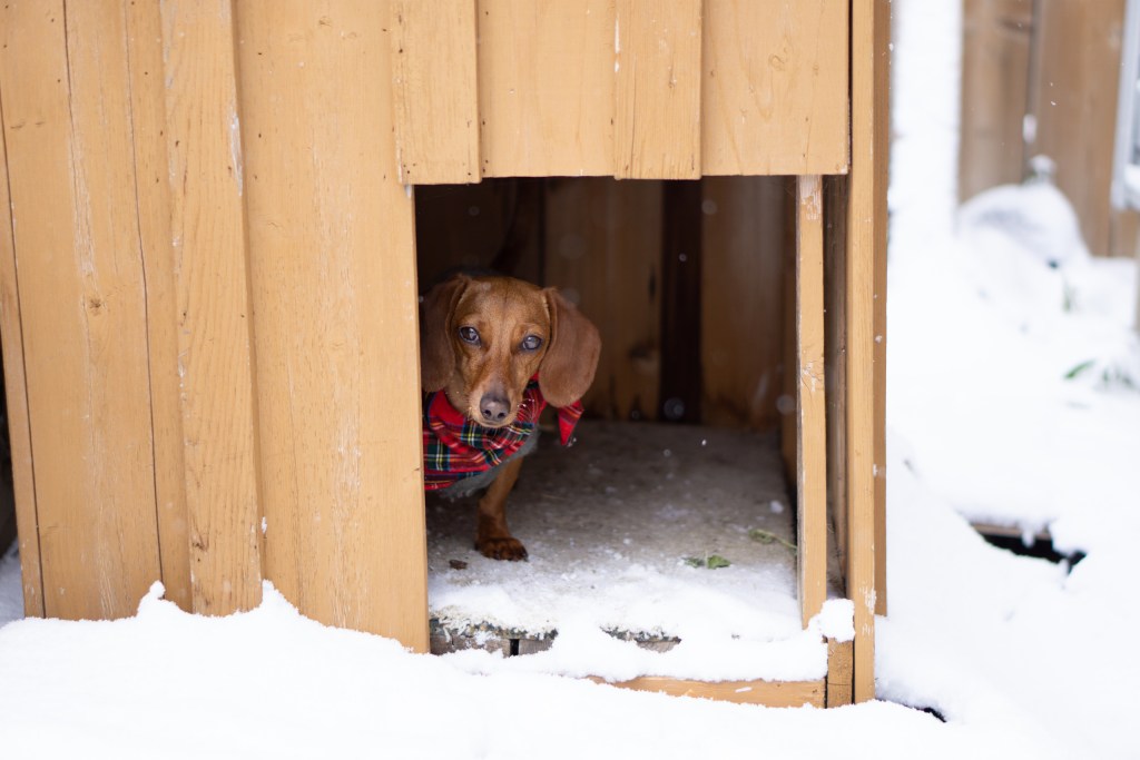 Dog in sweater in his dog house