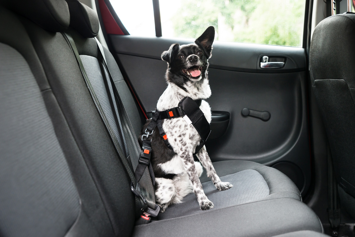 dog in harness in car