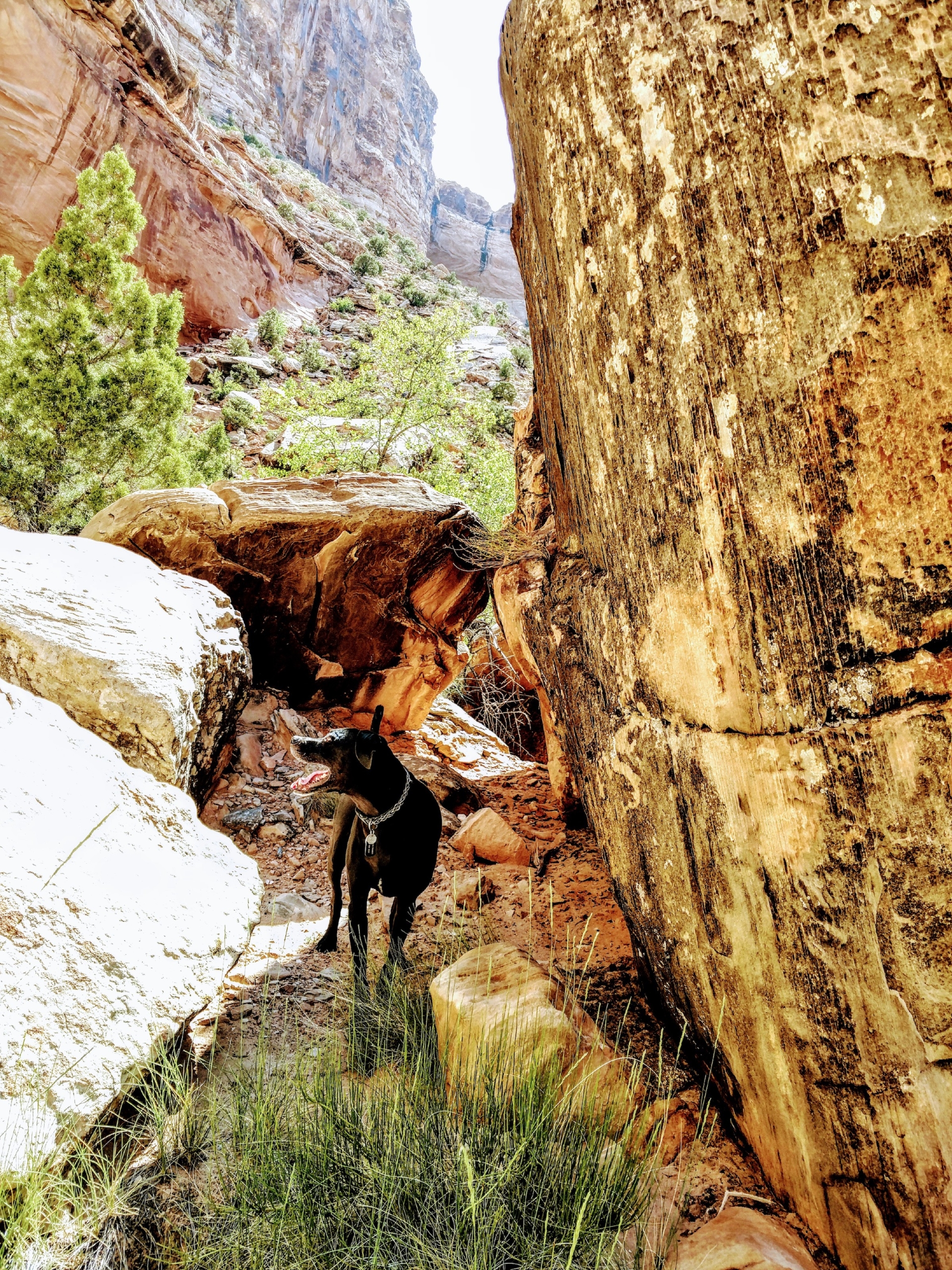 a black dog stands in the water beneath large rocks, in a canyon