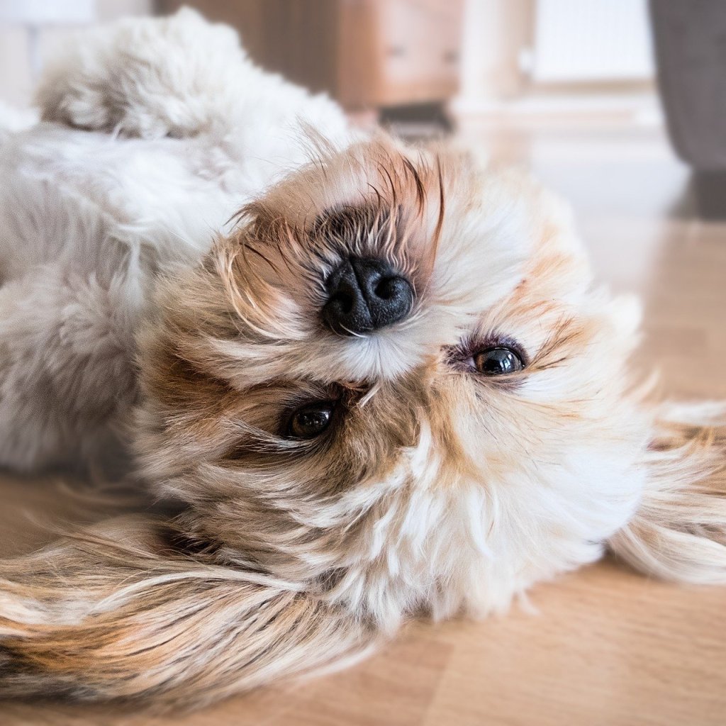 White dog lying on its back on a hardwood floor