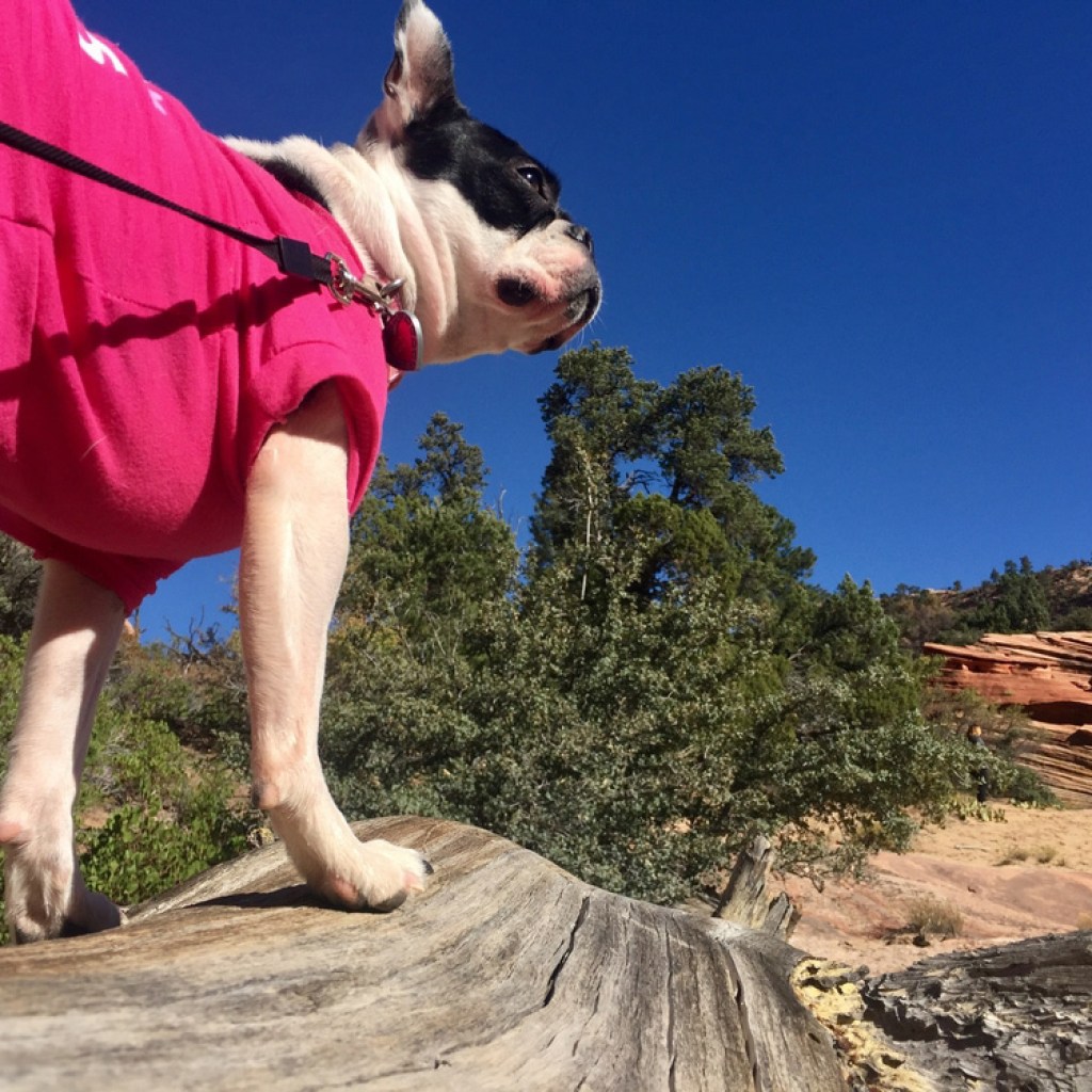 dog in national park