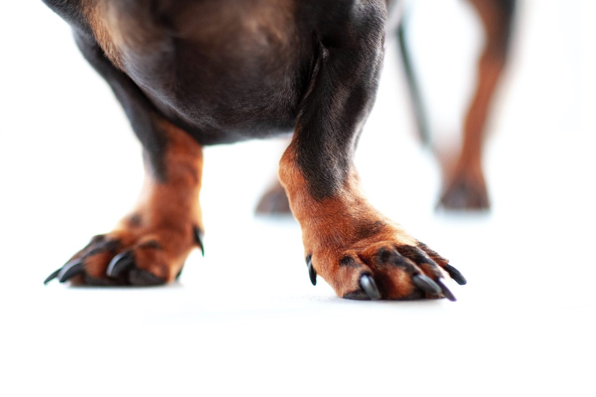 rudos ir juodos spalvos šuns trumpos kojos ir letenos baltame fone
