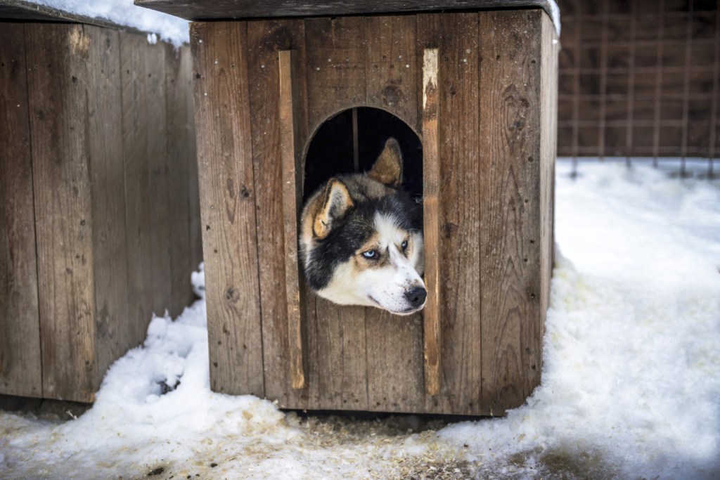 Building a HEATED DOG HOUSE for Canadian Winters 