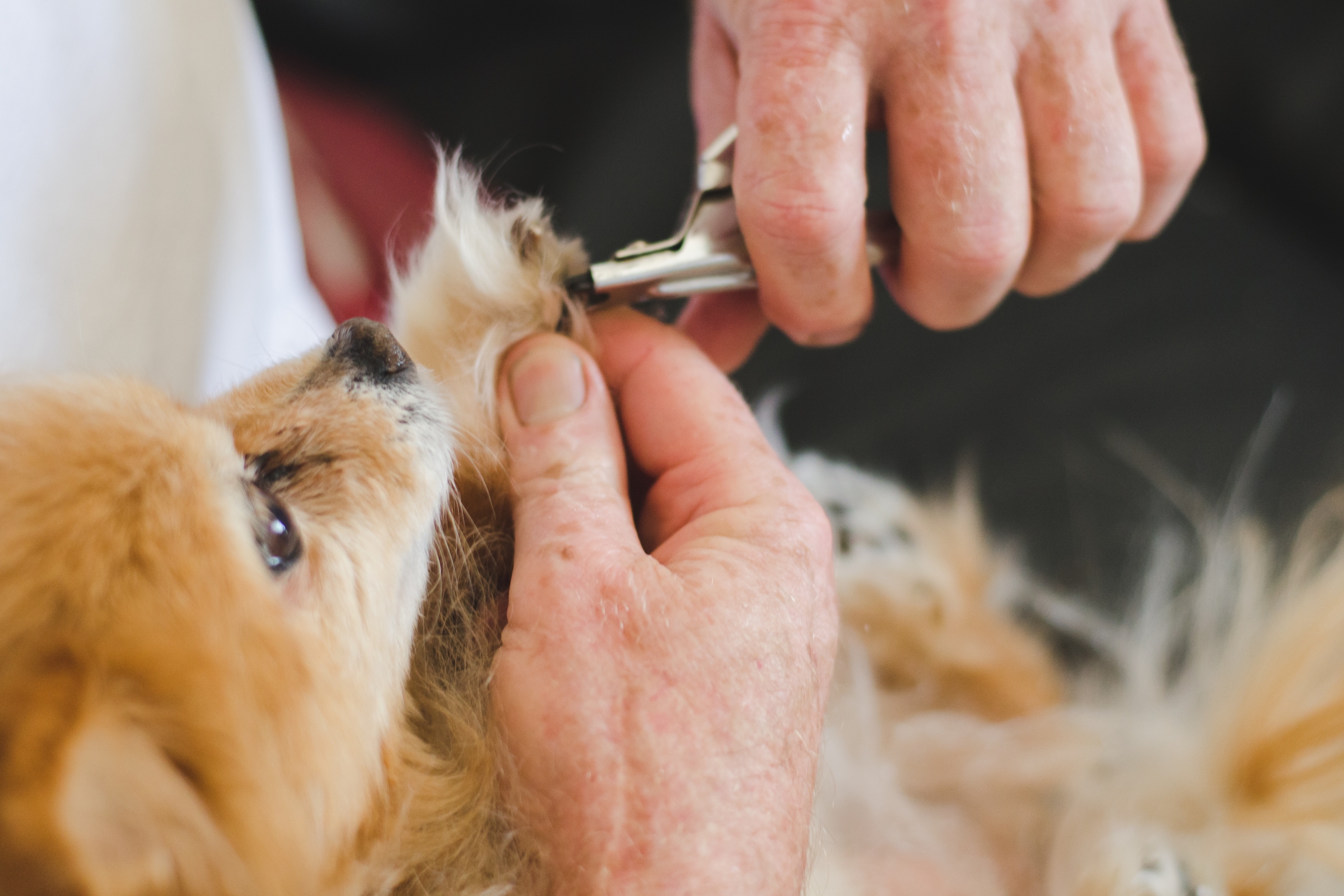 5 Steps To Trim Your Puppy's Nails Without Fuss | PawTracks