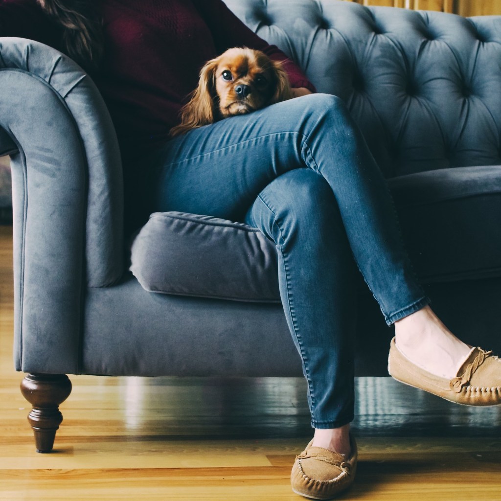 Dog sitting on a woman's lap on a blue couch