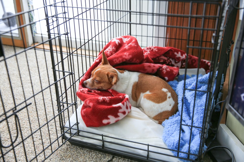 White and brown Chihuahua sleeps on top of their bed and blankets in a black metal crate