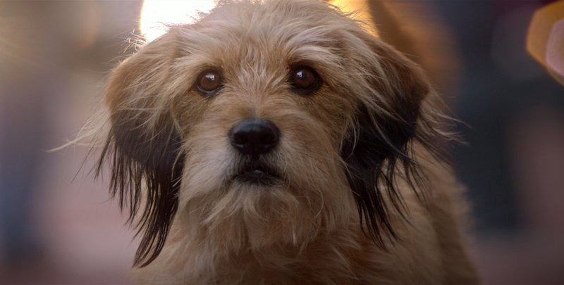 Šuo, kuris filme vaidina Benji vaidmenį