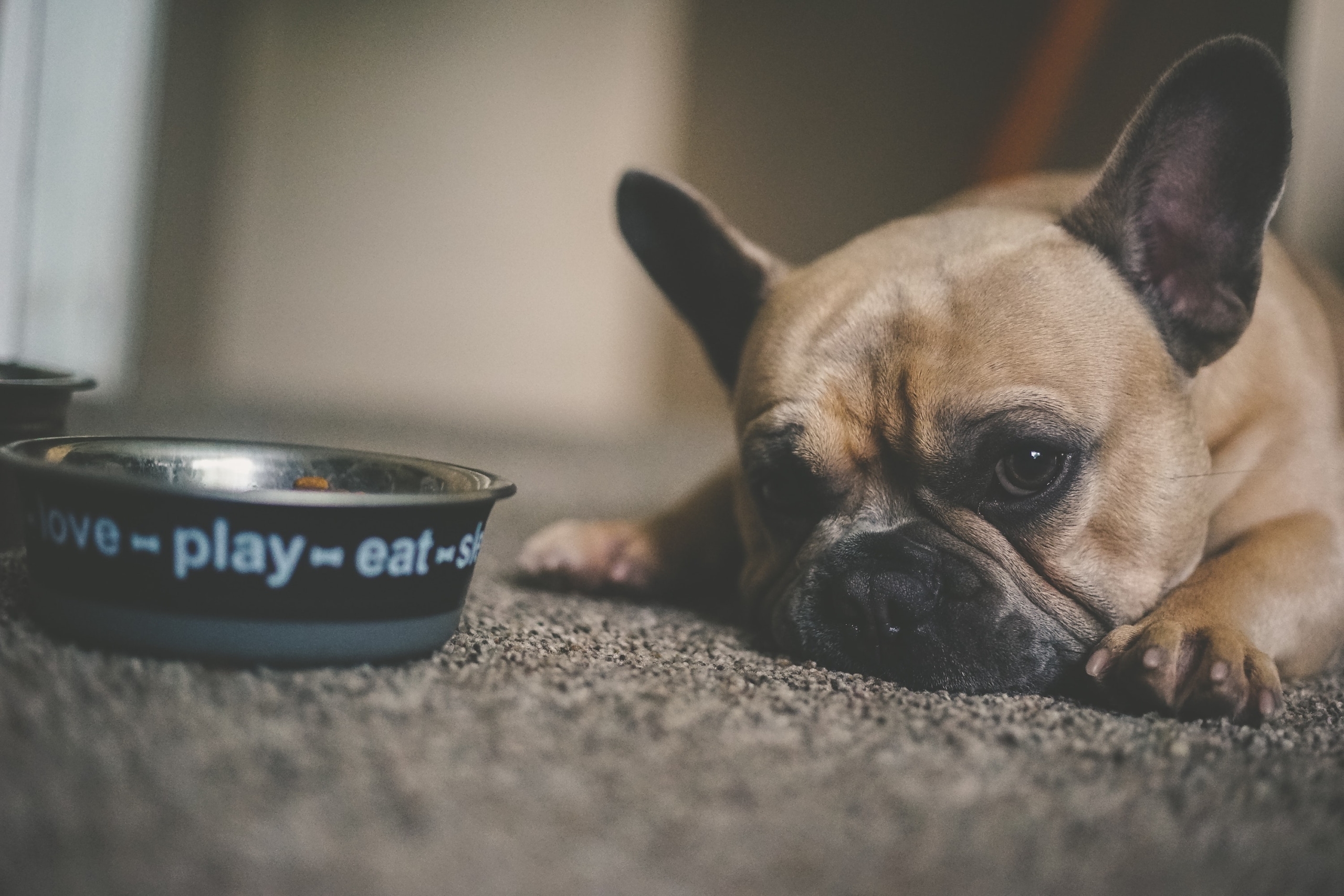 Dog stares at his food bowl