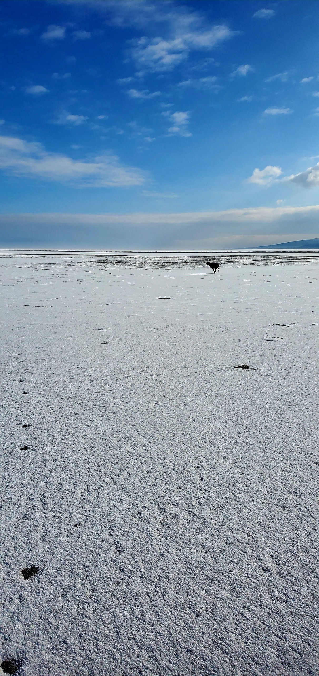 in the distance, a black dog runs through the sand