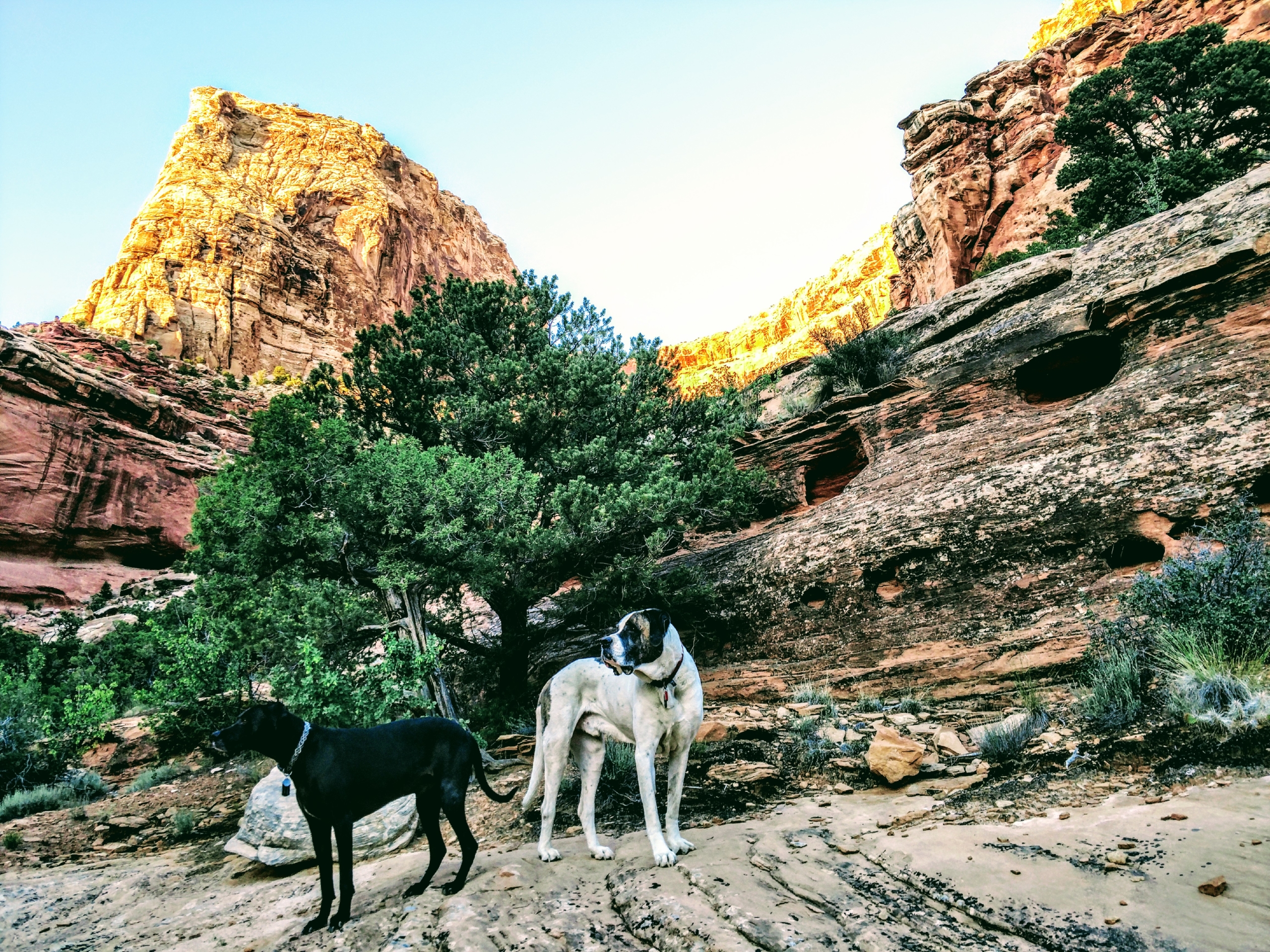 a white and brown dog stands next to a black dog. They stand next to a small tree in a brown rocky canyon.