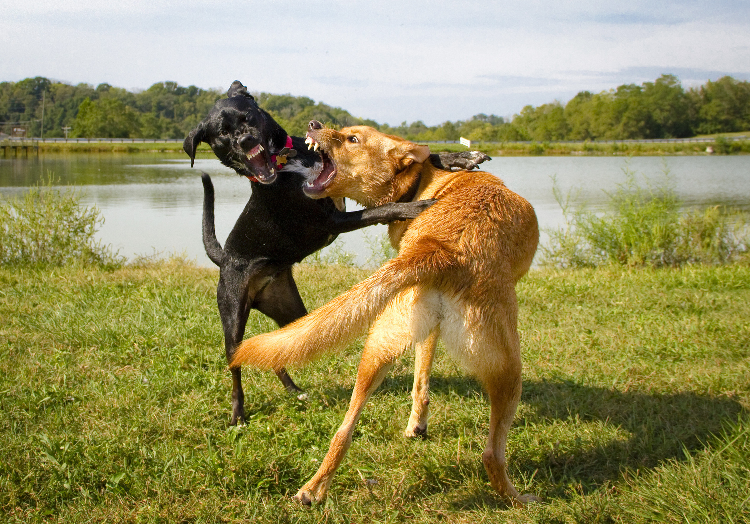 Two dogs fighting