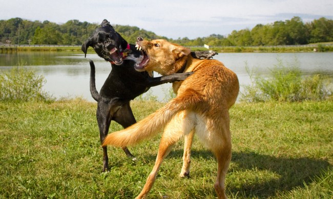 Two dogs fighting