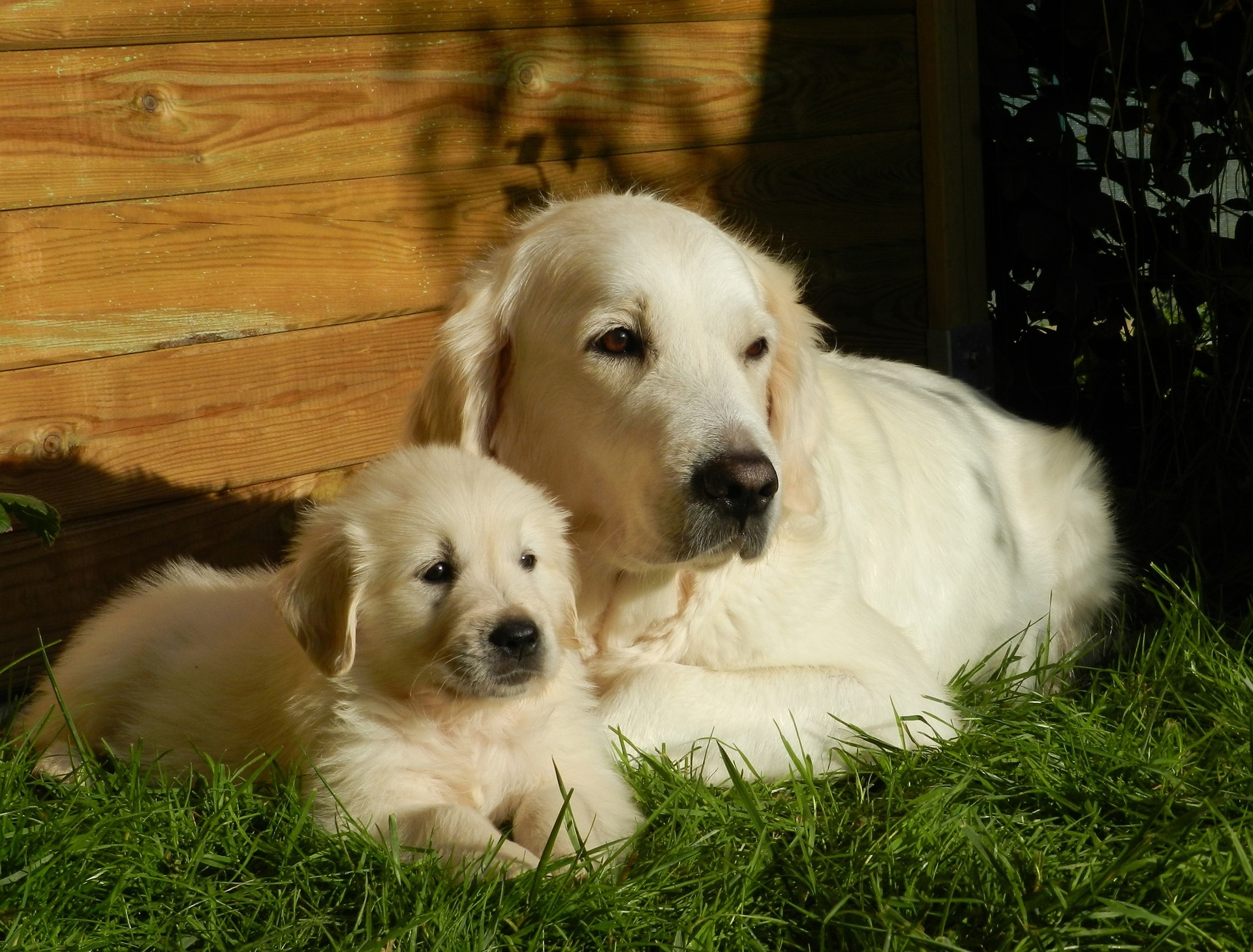 a golden retriever puppy sits next to an older olden retriever in the grass and sunlight, in front of a wooden wall