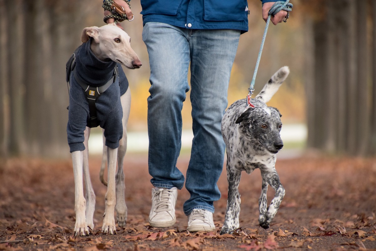Two dogs go for a walk with their owner
