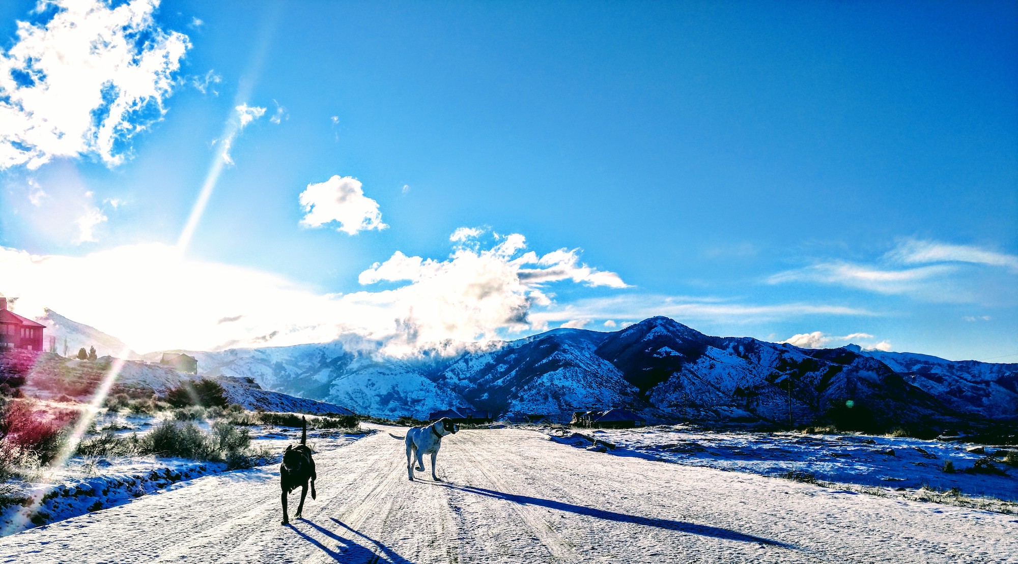 a black dog and a white dog (further away) sun along a snowy path with winter mountains behind them, underneath a mostly clear s