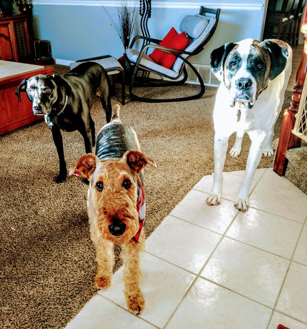 three dogs stand in their home: (from L to R) a black lab/pit/Dane mix, a brown and black curly terrier, and a white and brown s