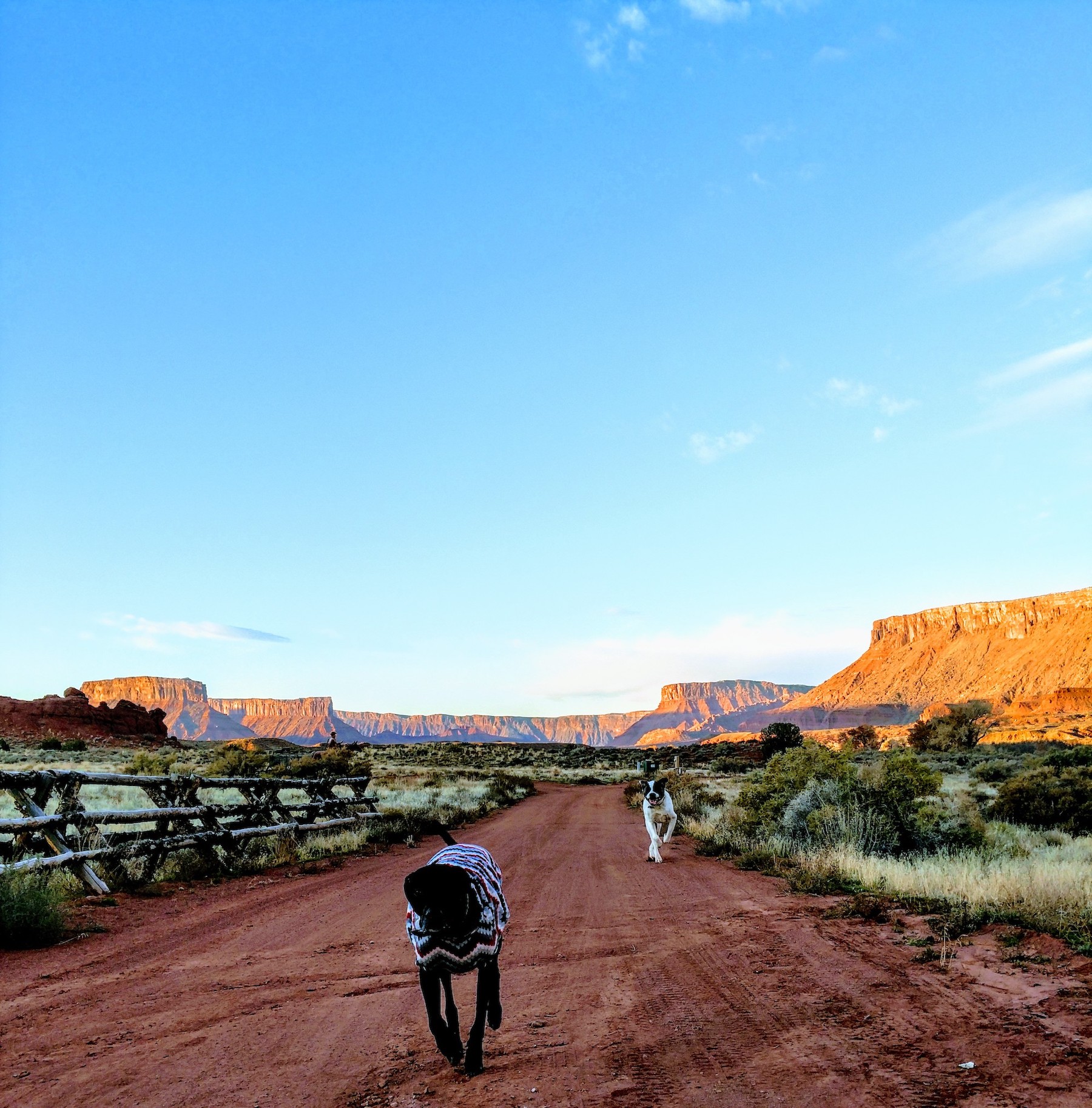 a black dog runs along a red dirt path in a desert, with mesa plateaus behind him